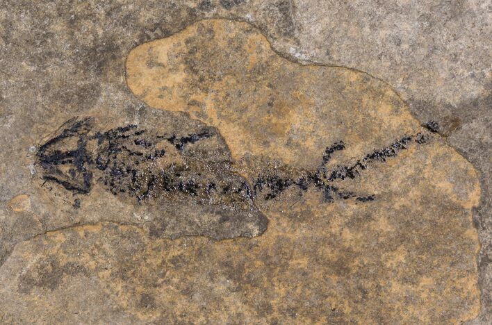 Permian Branchiosaur (Amphibian) Fossil - Germany #63598